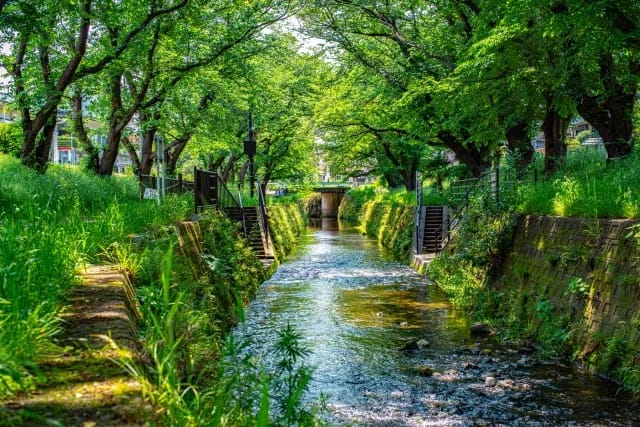 大山春の一斉清掃